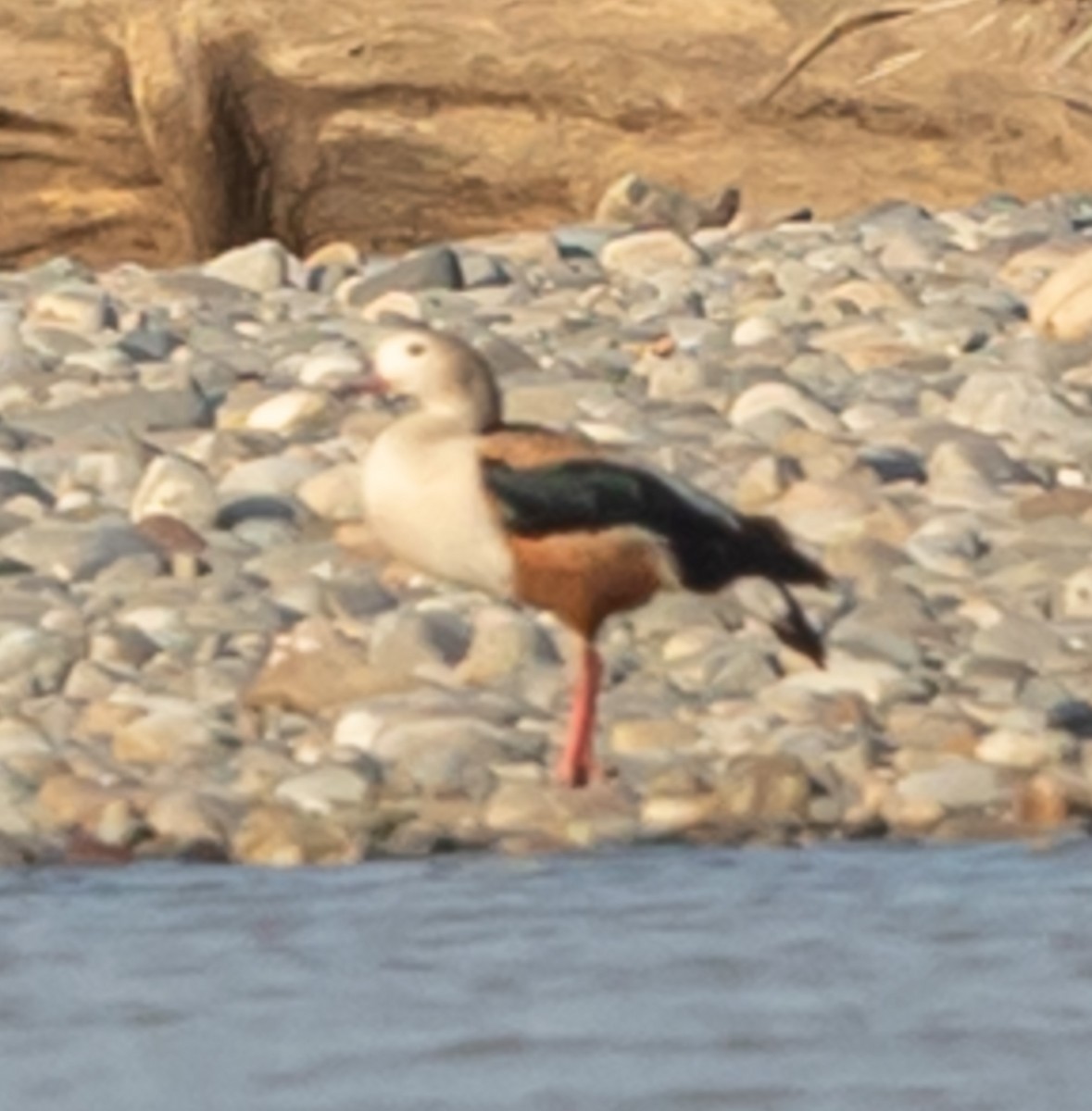 Orinoco Goose - ML641070534