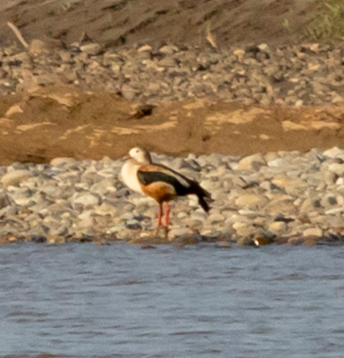 Orinoco Goose - ML641070535