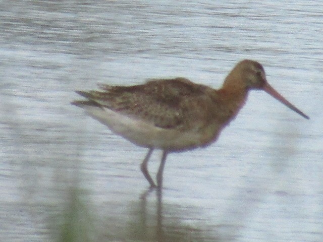 Black-tailed Godwit - ML641070541