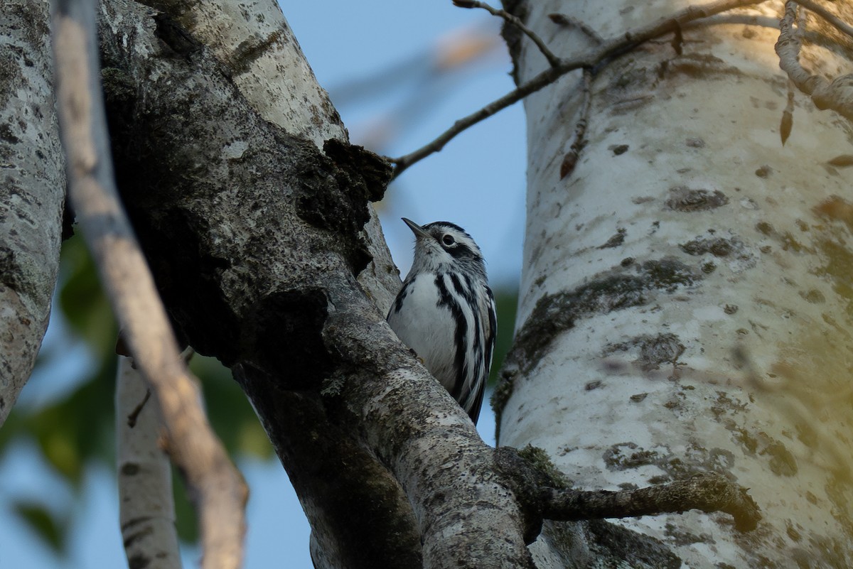 Black-and-white Warbler - ML641070579