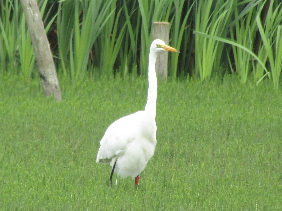 Great Egret - ML641070580