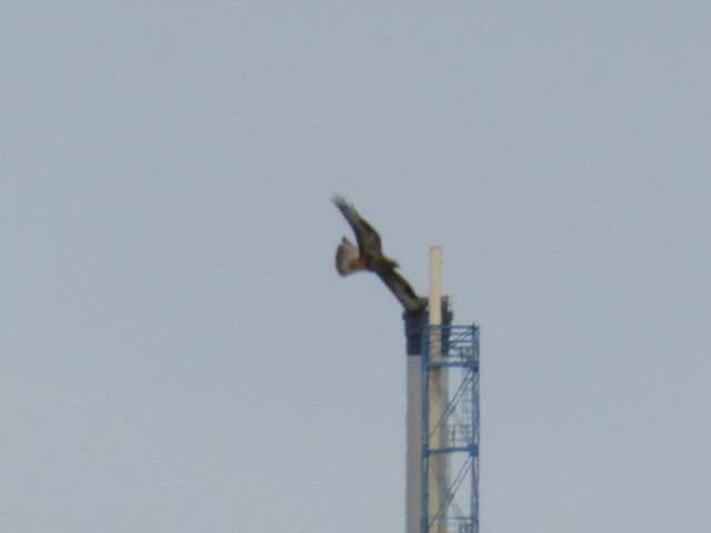 Common Buzzard - ML641070621