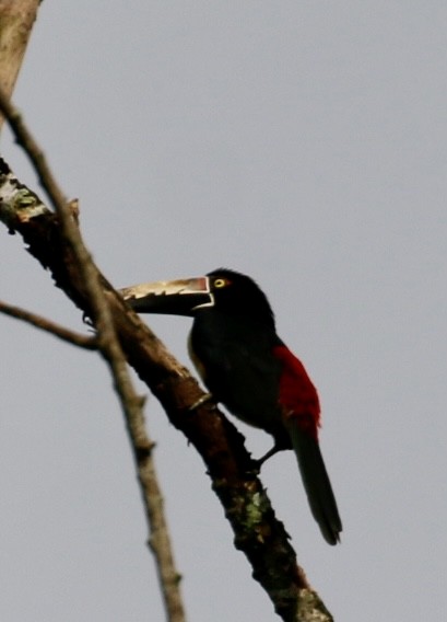 Collared Aracari - ML641070630