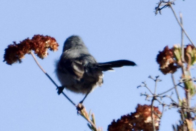 California Gnatcatcher - ML641070638