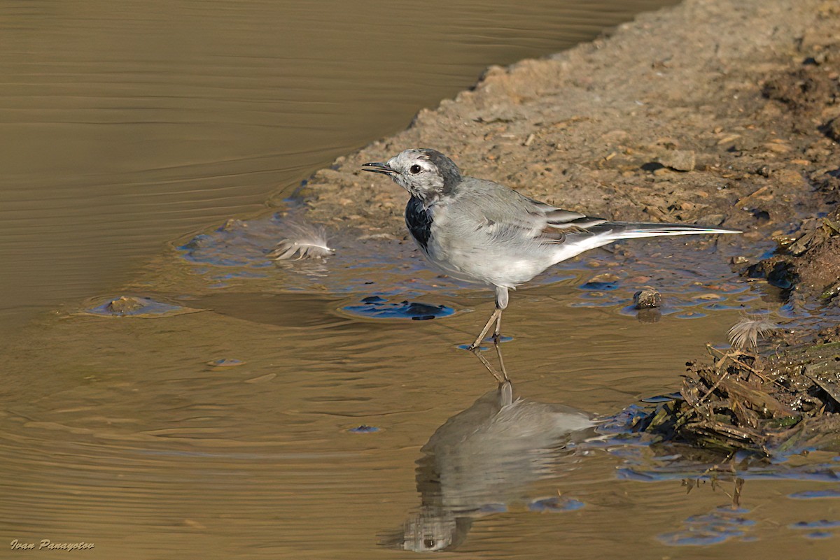 White Wagtail - ML641070639