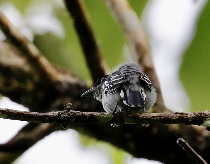 White-winged Becard - ML641070667