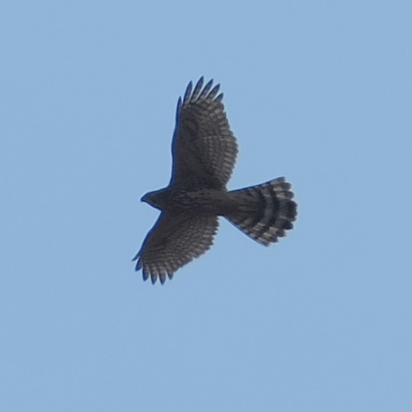 Eurasian Goshawk - ML641070673