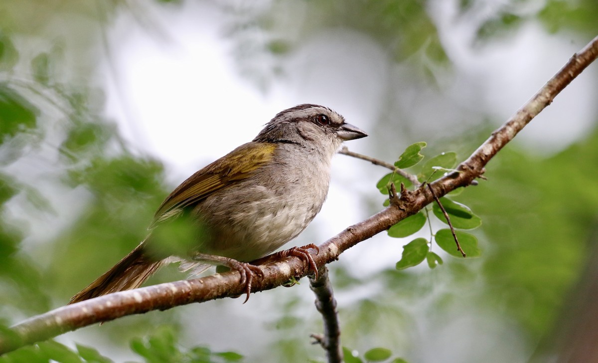 Black-striped Sparrow - ML641070690