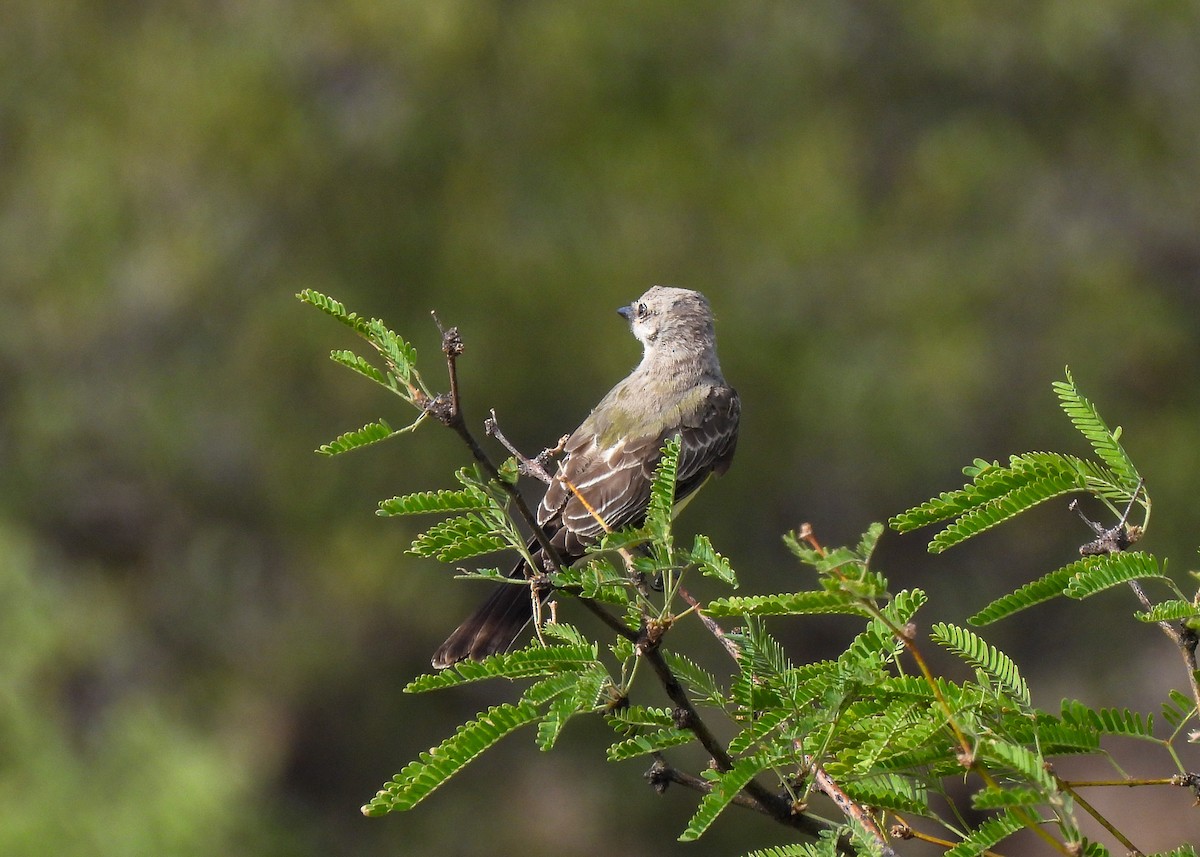 Western Kingbird - ML641070693