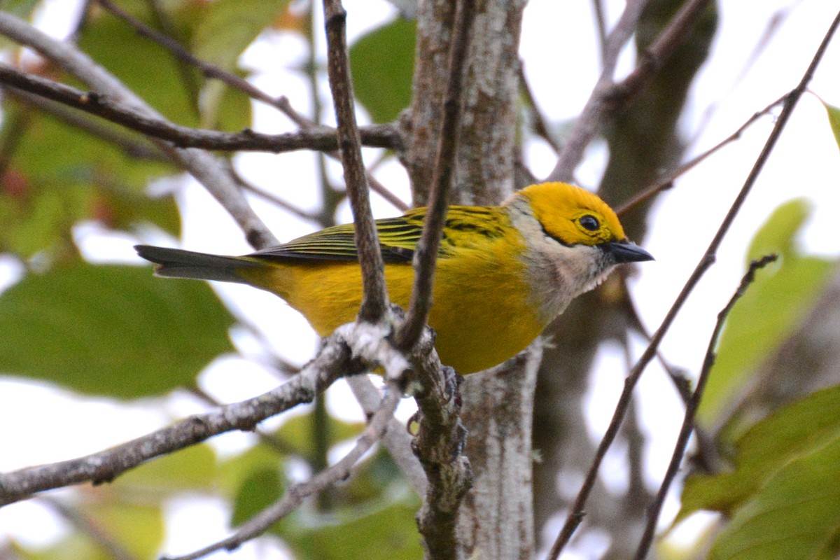 Silver-throated Tanager - Janet Rathjen