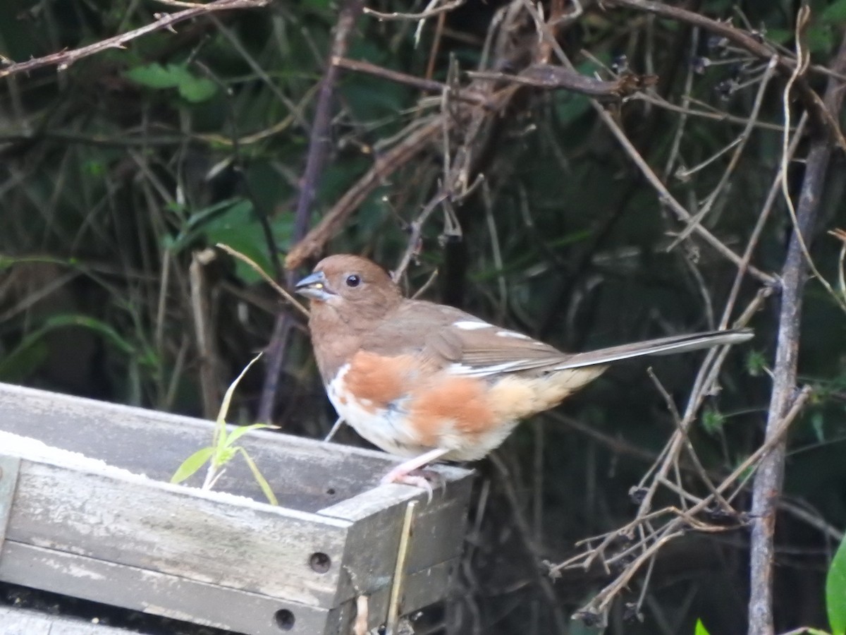 Eastern Towhee - ML641070732