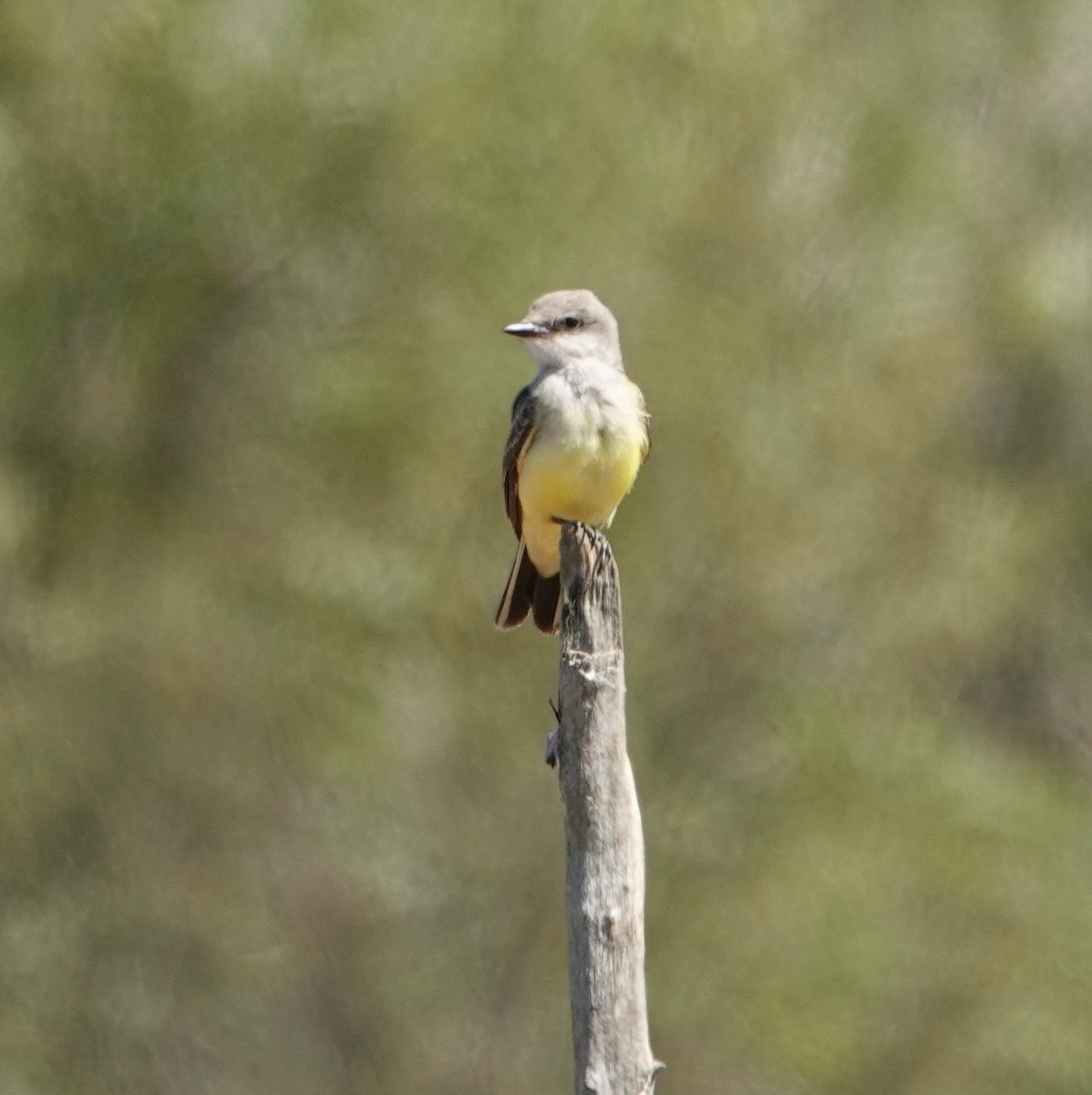 Western Kingbird - ML641070733