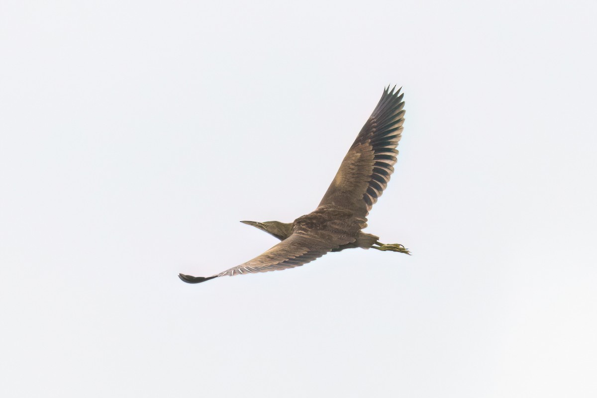 American Bittern - ML641070744