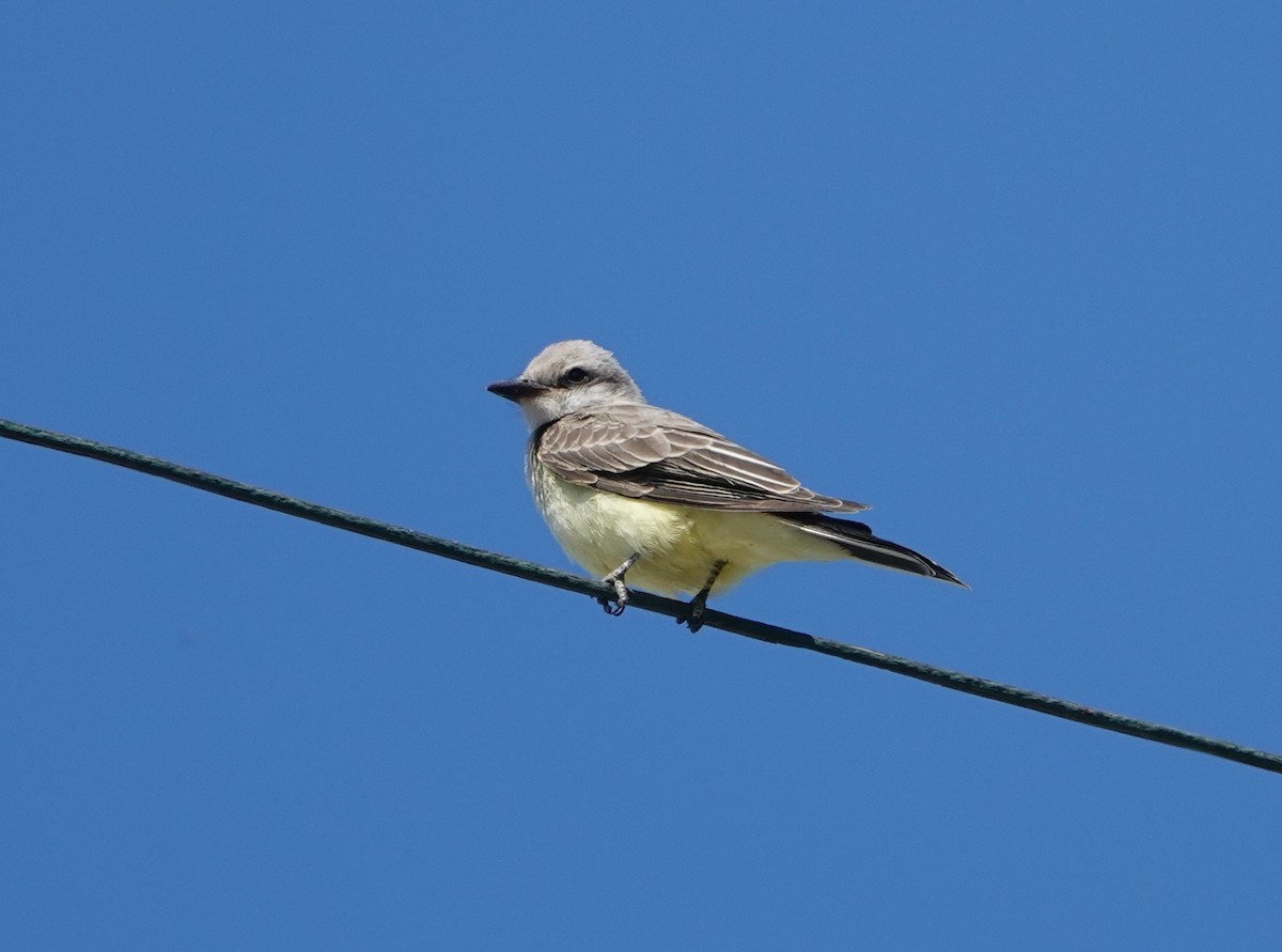 Western Kingbird - ML641070748
