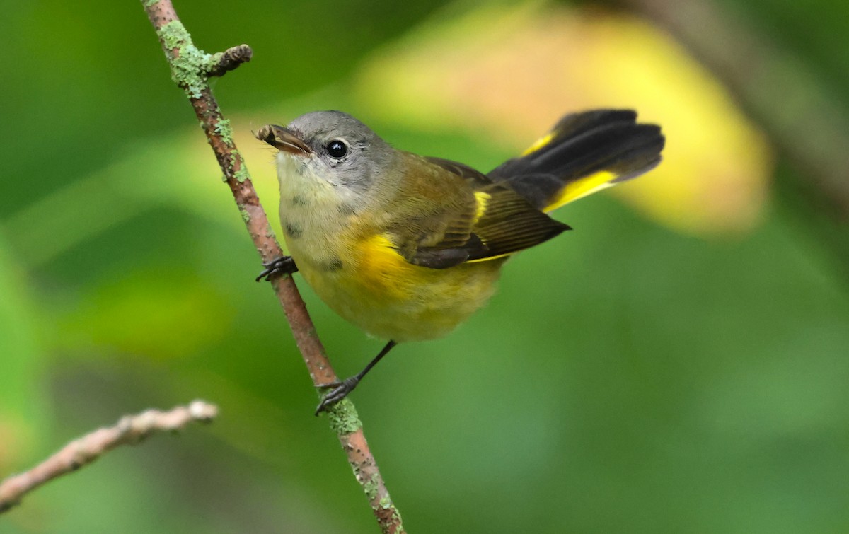 American Redstart - ML641070752