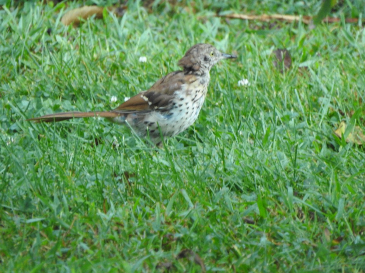 Brown Thrasher - ML641070772