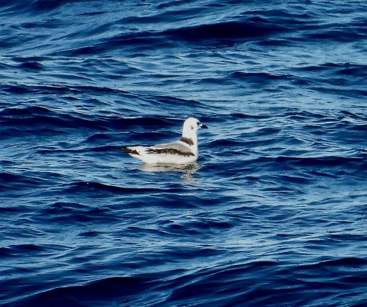 Black-legged Kittiwake - ML641070811