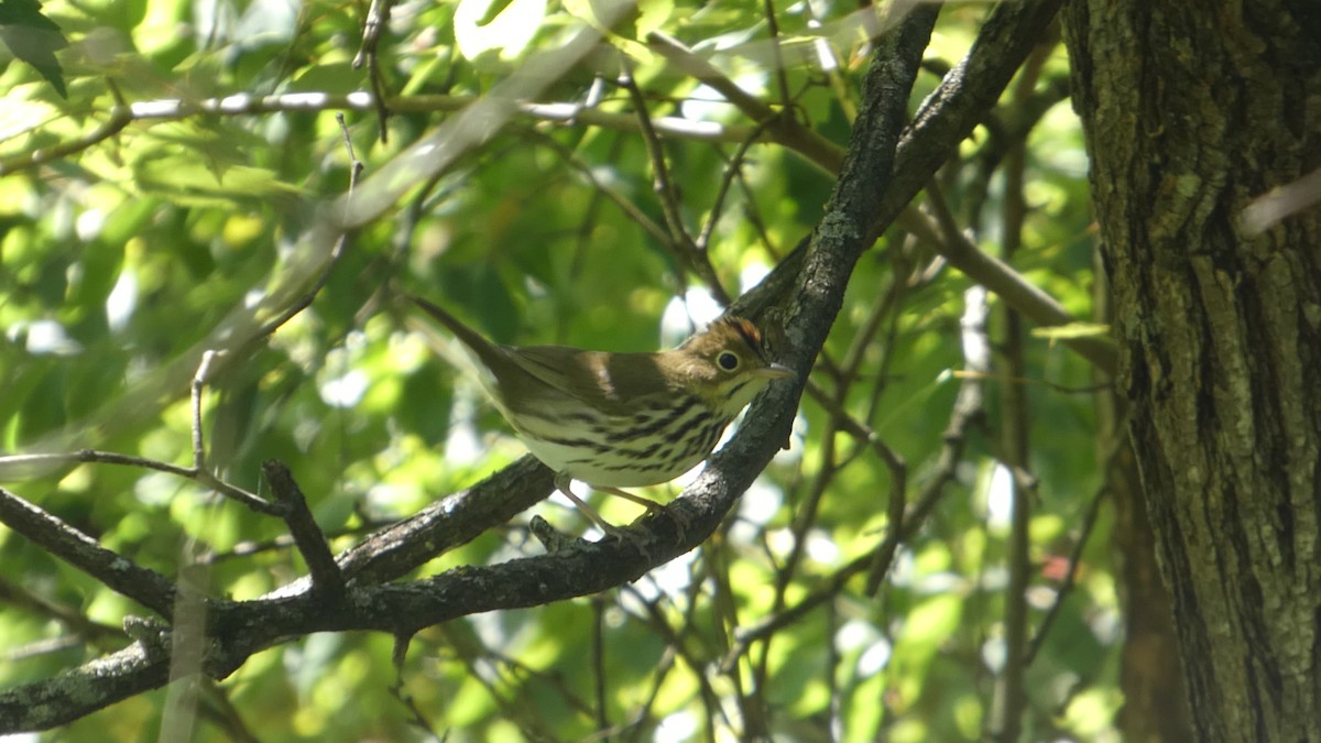 Ovenbird - ML641070828