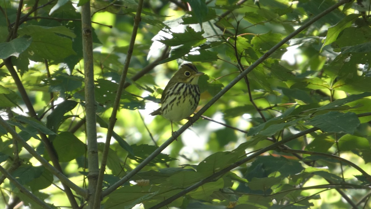 Ovenbird - ML641070847