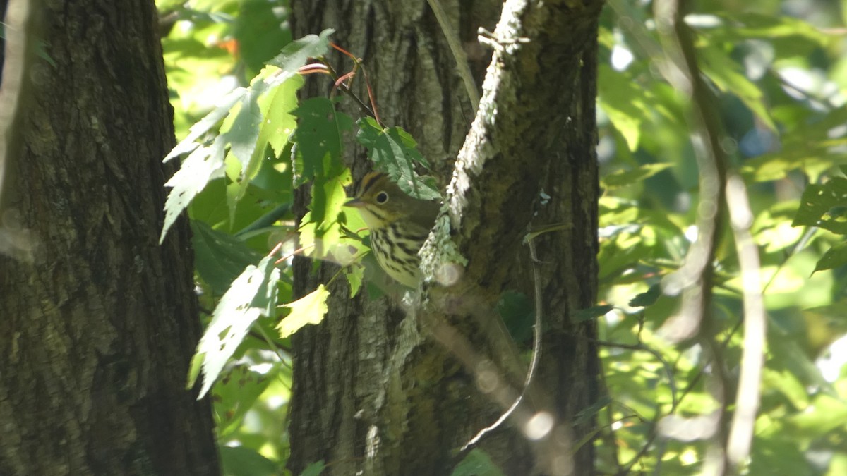 Ovenbird - ML641070849