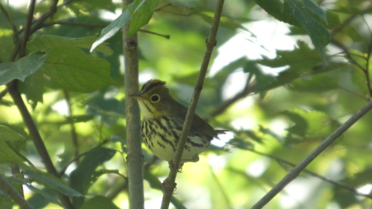 Ovenbird - ML641070850
