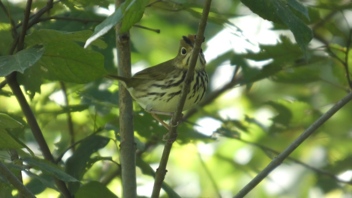 Ovenbird - ML641070851