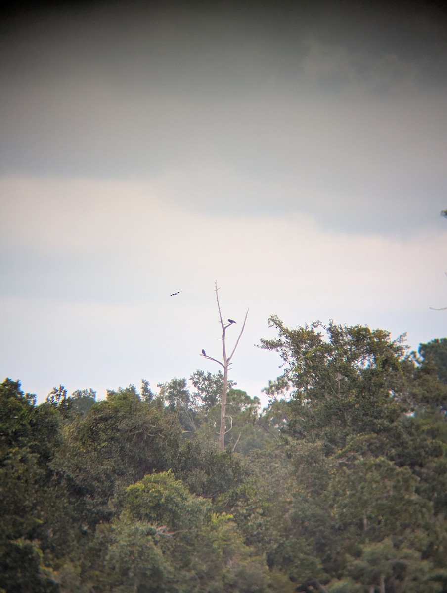 Fish Crow - ML641070852