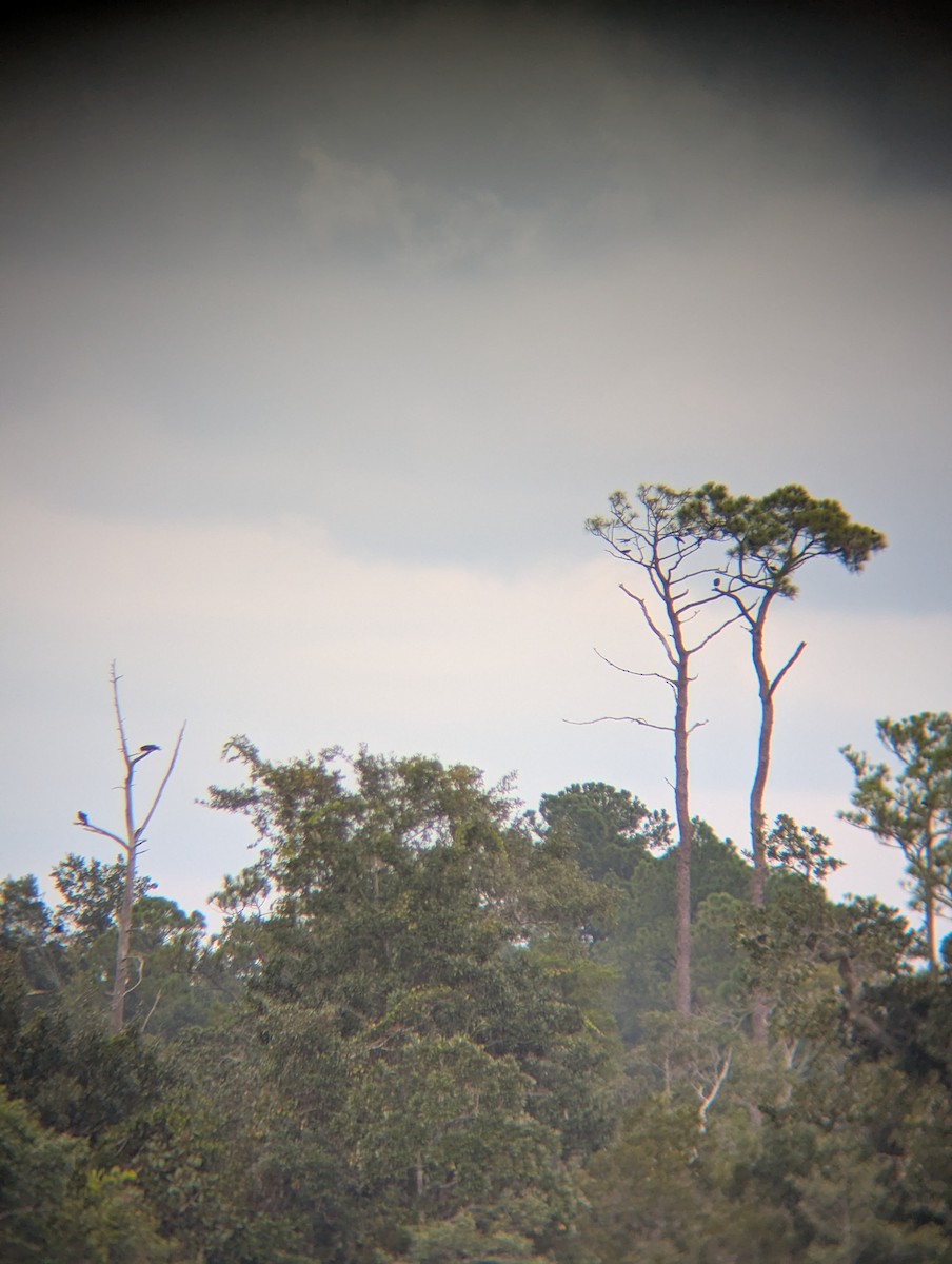 Fish Crow - ML641070853