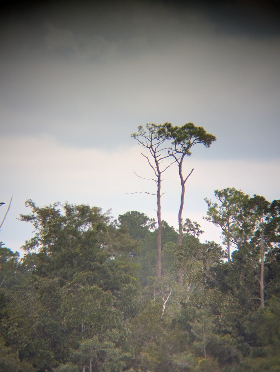 Fish Crow - ML641070854