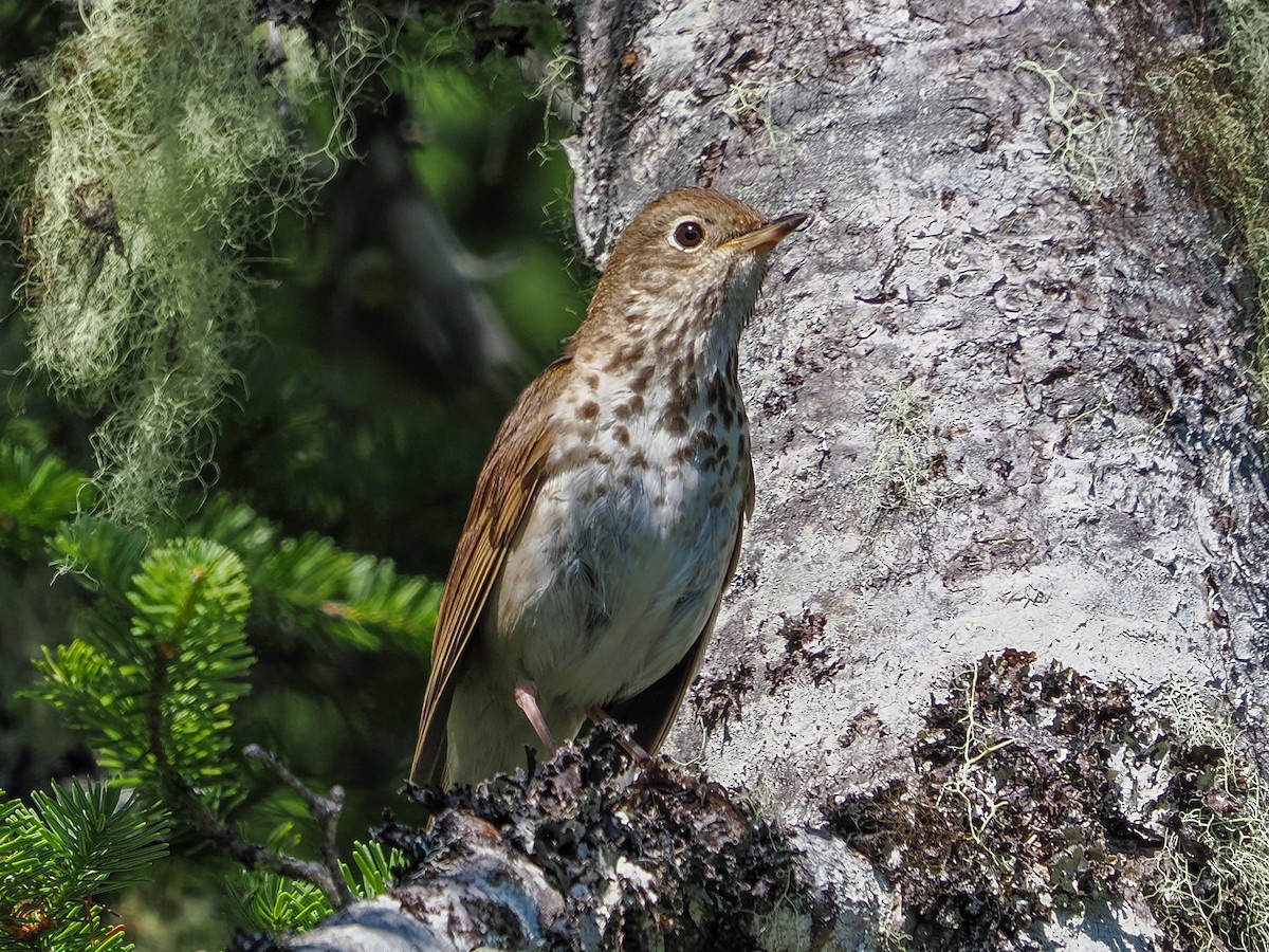 Hermit Thrush - ML641070865