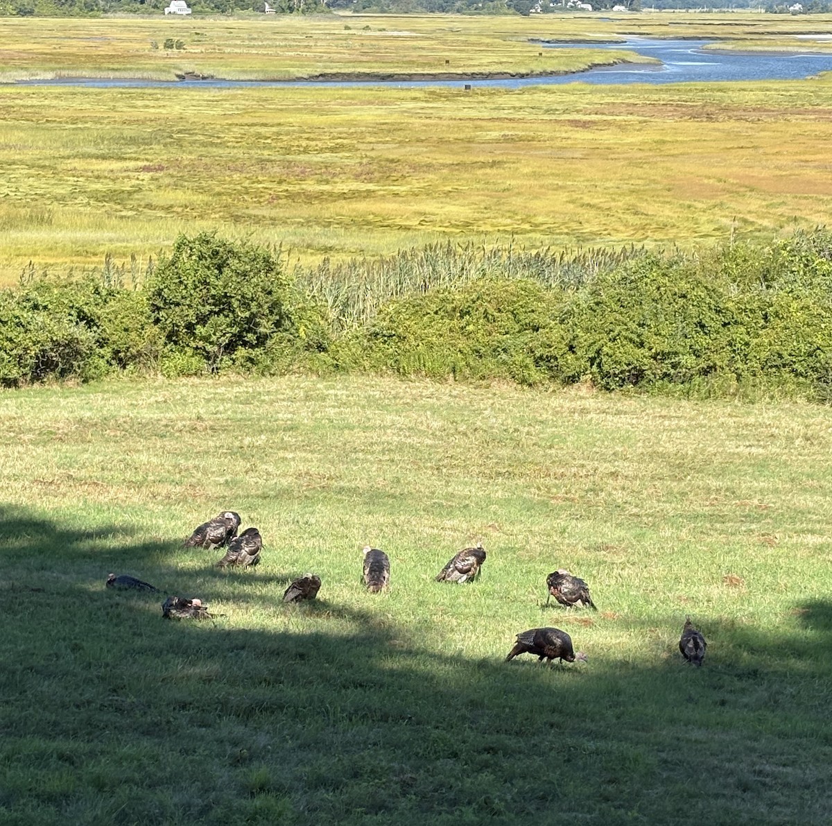 Wild Turkey - ML641070866