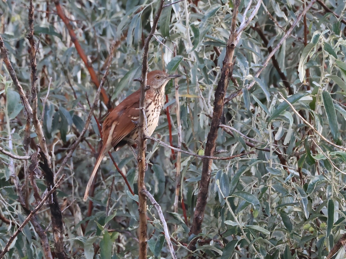 Brown Thrasher - ML641070879