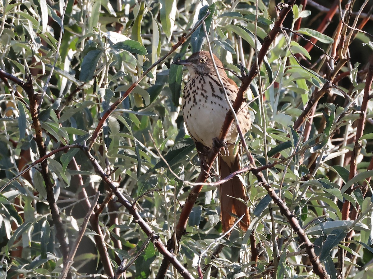 Brown Thrasher - ML641070880