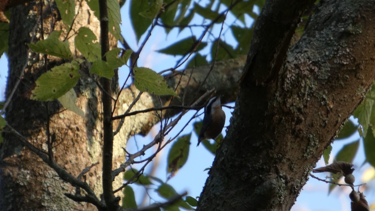 Red-breasted Nuthatch - ML641070884