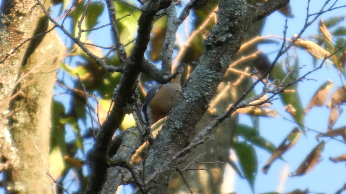 Red-breasted Nuthatch - ML641070885