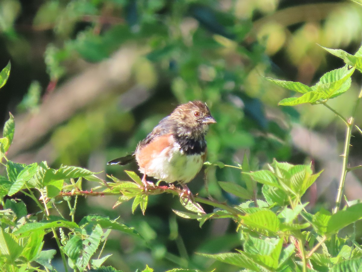 Eastern Towhee - ML641070886
