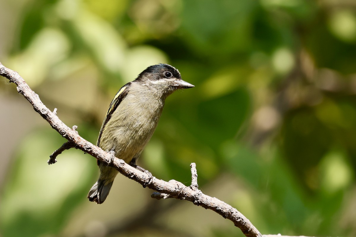 セスジヒメゴシキドリ - ML641070888