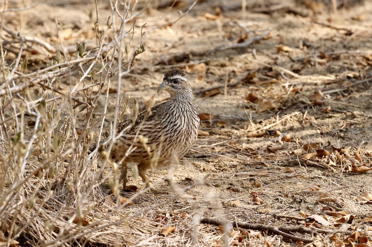 マダラシャコ - ML641070905