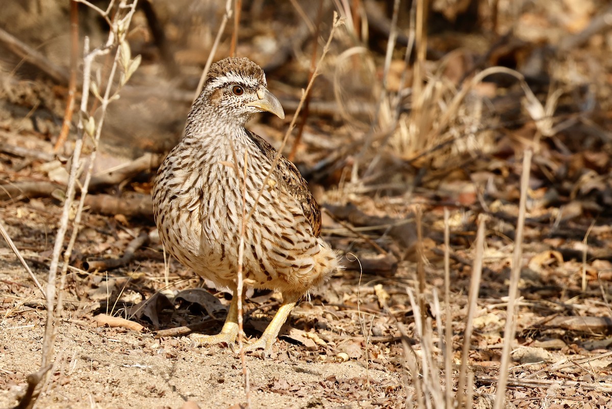 マダラシャコ - ML641070909