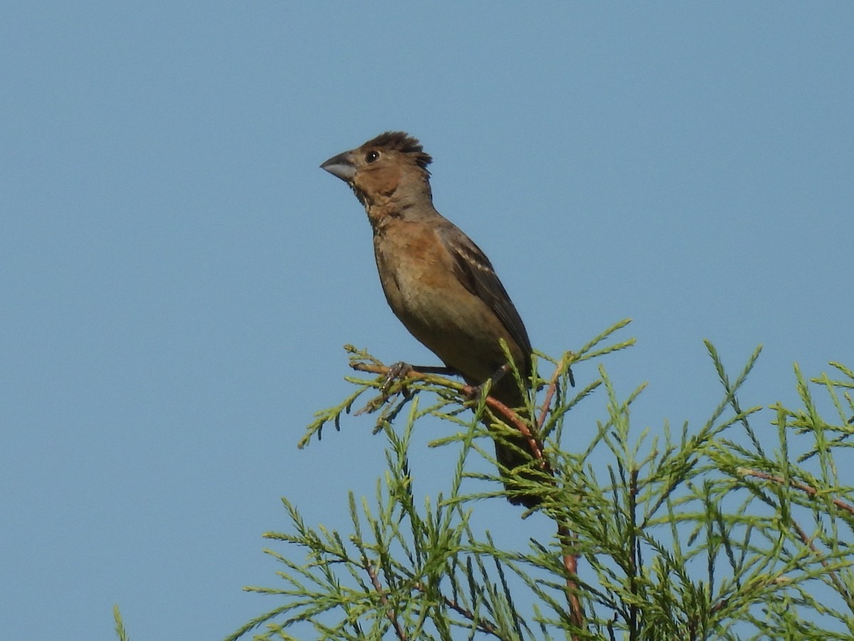 Blue Grosbeak - ML641070916