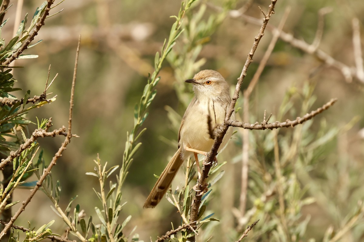 Black-chested Prinia - ML641070931