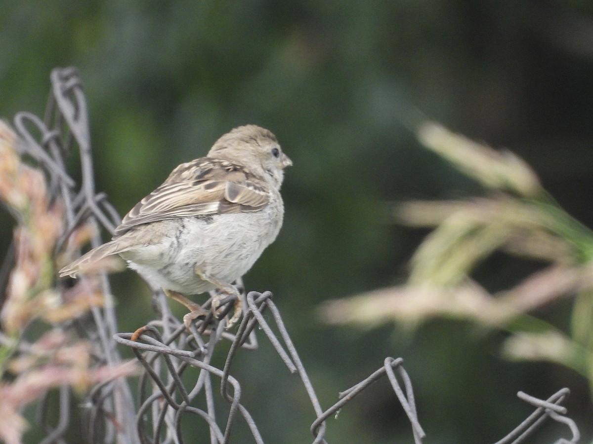 House Sparrow - ML641070934