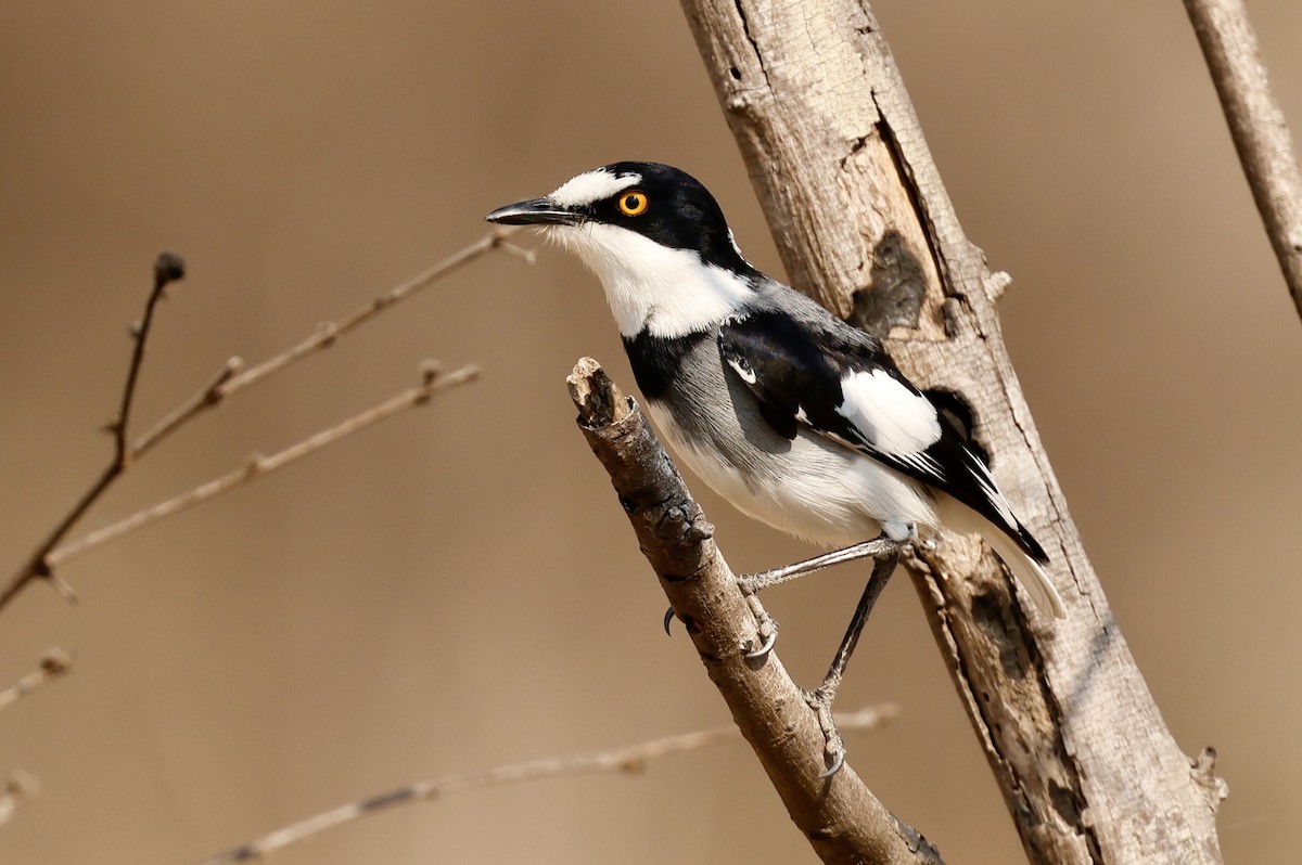 コマドリモズ - ML641070943