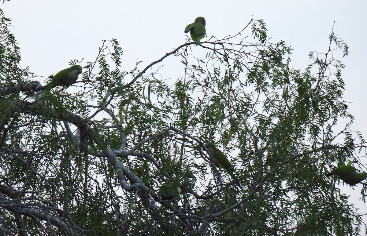 munkeparakitt - ML641070944