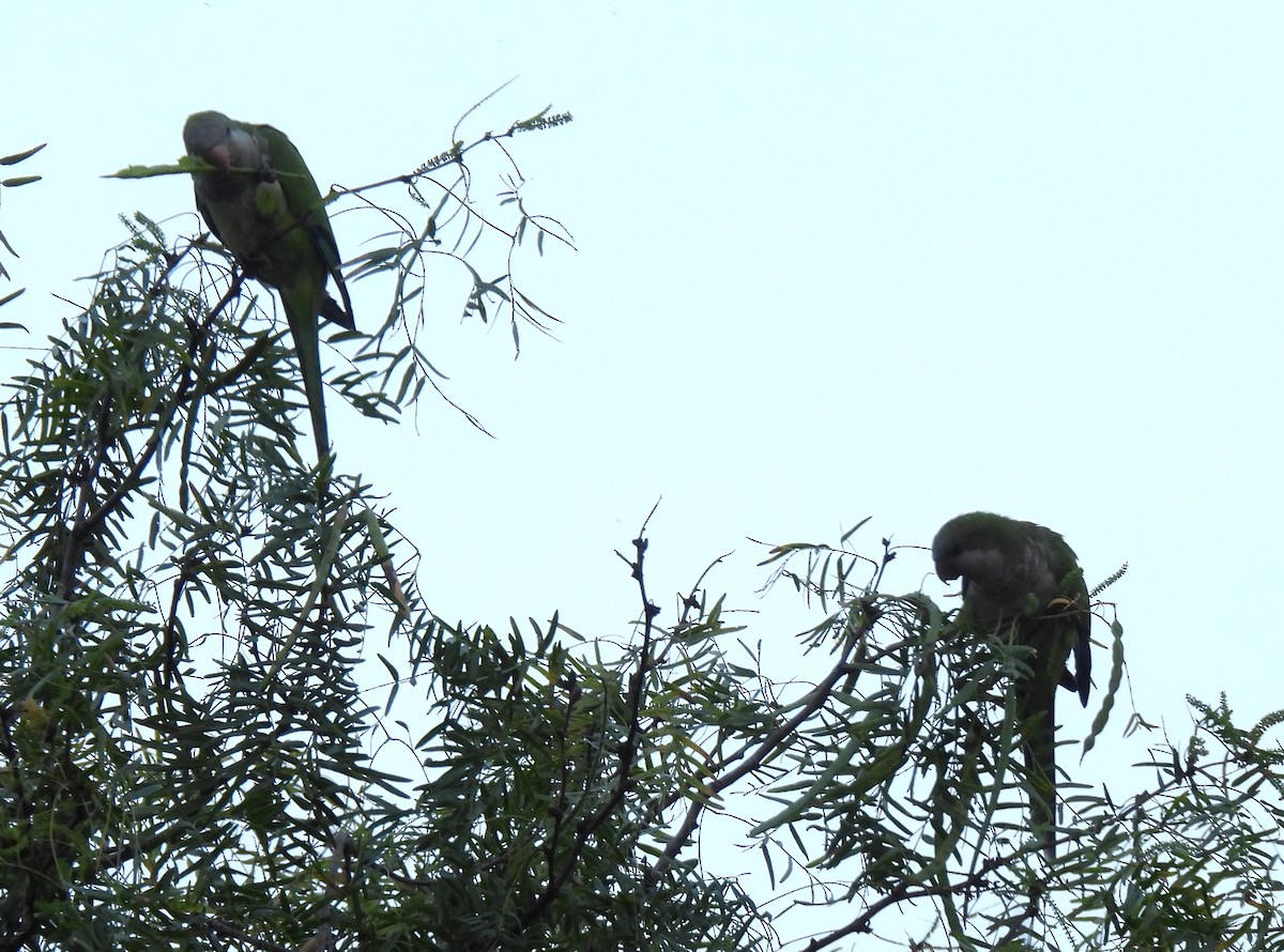 munkeparakitt - ML641070945