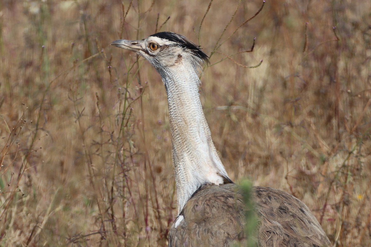 Kori Bustard - ML641070964