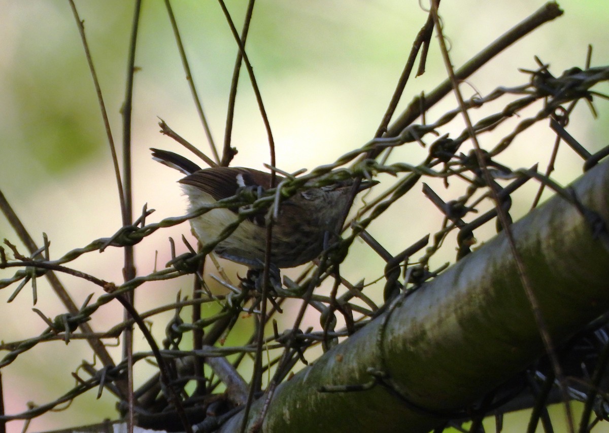 Northern White-fringed Antwren - ML641070967