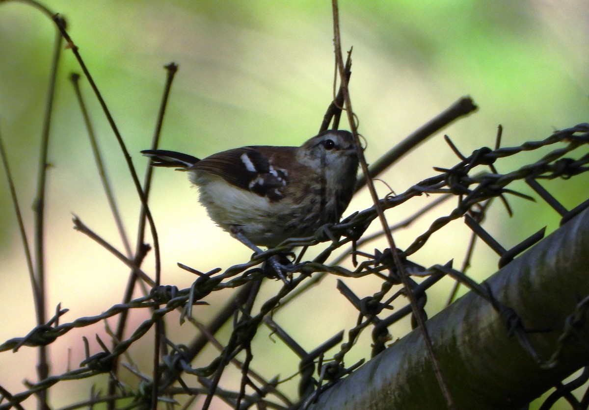 Northern White-fringed Antwren - ML641070968
