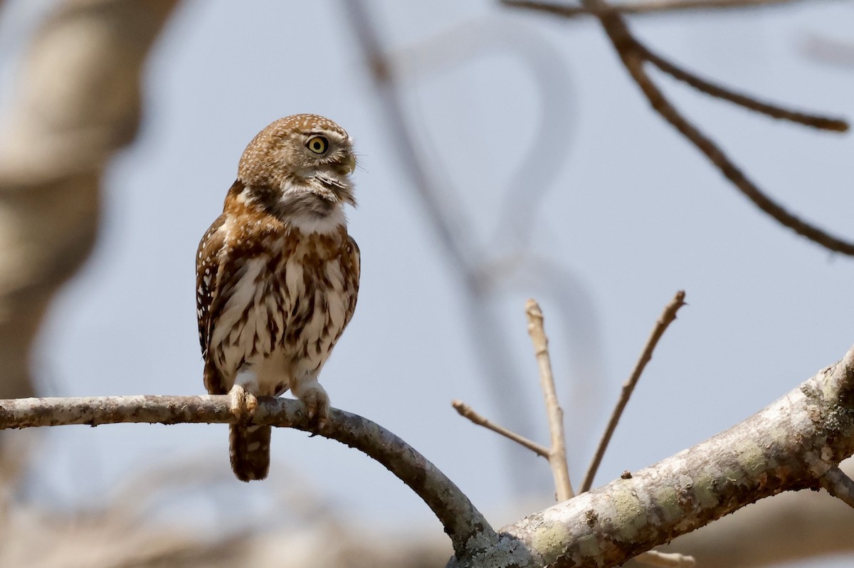 Pearl-spotted Owlet - ML641070996