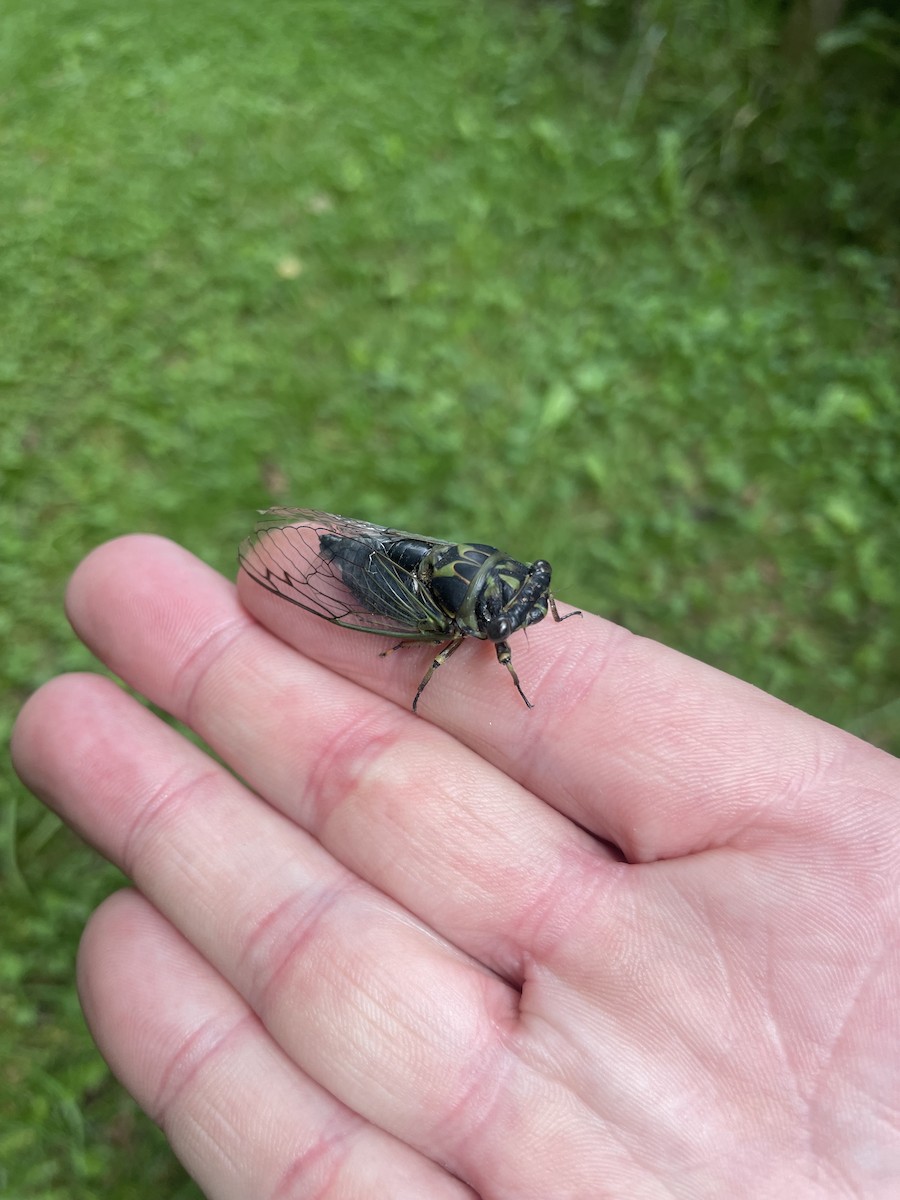 Animals - ML641071000